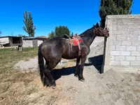 Caballo, Karabair horse — foto 4
