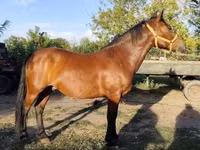Faras, Horses — sawirka 3