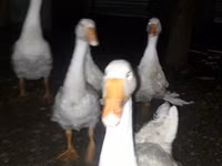 Geese — picha 1