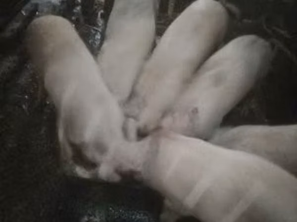 Свиньи (партия, пол не указан), Крупная белая