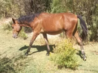 Horse (M), Kazakh horse — photo 2