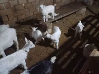 عنزة, Saanen goat — الصورة 6