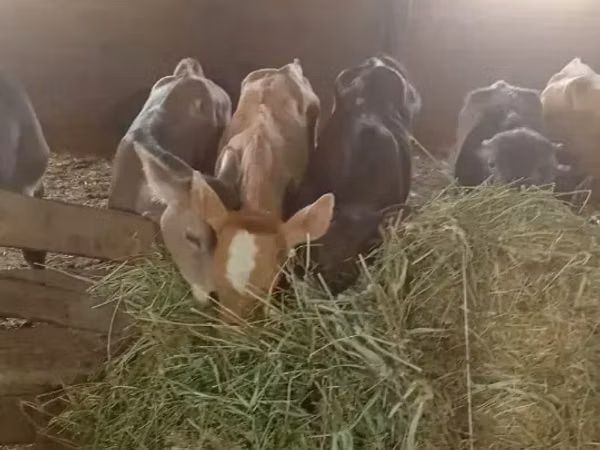 Bull, Cattle