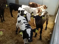 Cattle (batch, sex not specified), Simmental cattle — photo 8