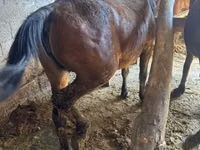 Faras dhaddig, Horses — sawirka 3