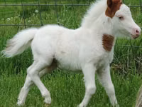 Faras dhaddig, Miniature horse — sawirka 8
