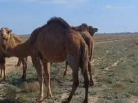 Geel dhaddig, Nar-Maya camel — sawirka 3
