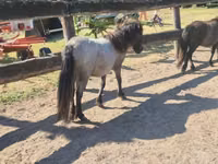 فرس, Shetland Pony — الصورة 3