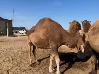 骆驼（批次，未指定性别）, Kazakh Bactrian camel — 照片 5