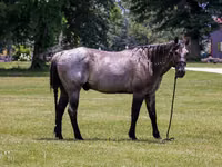 Caballo, Quarter Horse — foto 4