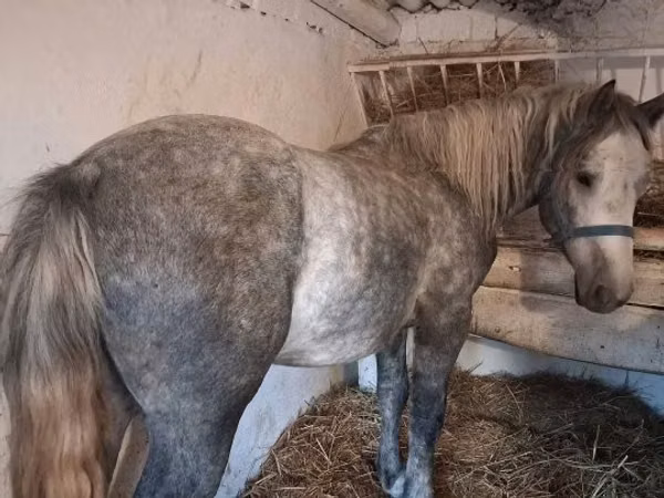 Horse (M), Horses