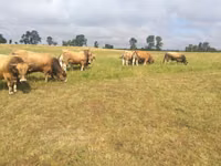 ثور, Aubrac cattle — الصورة 4