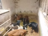 母羊, Cameroon sheep — 照片 4