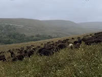 Sheep (batch, sex not specified), Karachay sheep — photo 7