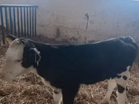 Cow, Simmental cattle — photo 1