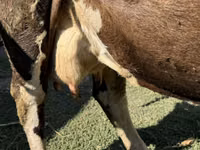 Cow, Swiss cattle — photo 2