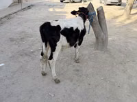 Bulle, Russian Black pied cattle — Foto 1