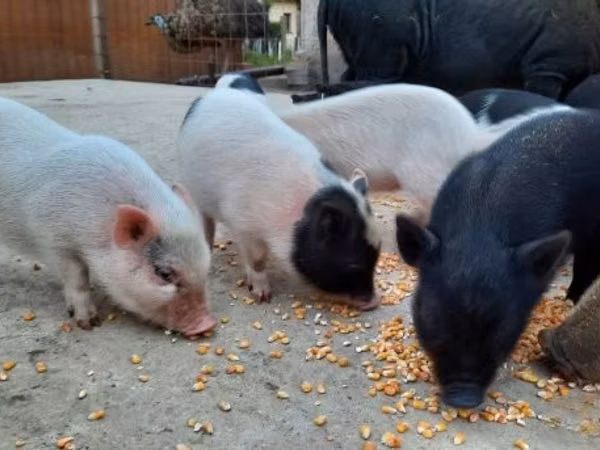 Pigs (batch, sex not specified), 
