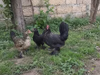 Japanese Bantam — photo 2