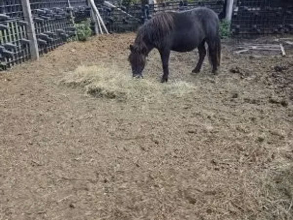 Horse (M), Horses
