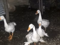 Geese — picha 4