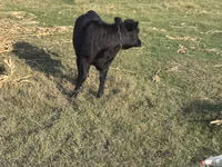 Vaca, Raza de vaca — foto 1