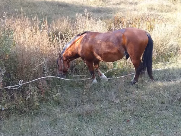 公马, Karabakh horse