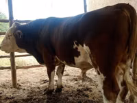 Bulle, Simmental cattle — Foto 5