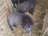 Sheep, Texel sheep — photo 3
