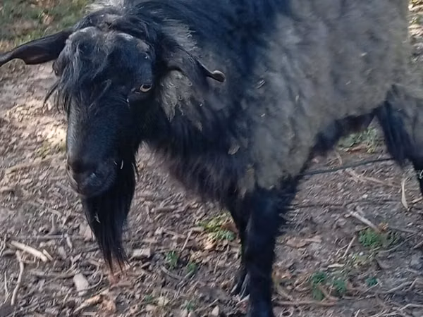 Козёл, Козлы