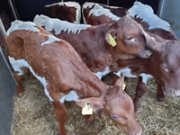 Toro, Simmental cattle — foto 2
