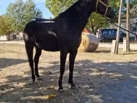 Farasi dume, Hungarian horse breed — picha 3