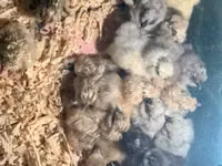 Silkie — photo 4