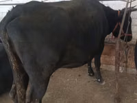 Cow, Alatau breed — photo 6