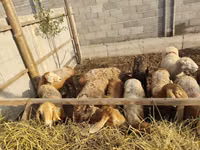 Sheep, Sheep — photo 3