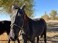 Faras dhaddig, Horse breed — sawirka 2