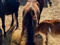 Caballo, Caballos — foto 3