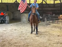 公马, Standardbred — 照片 4