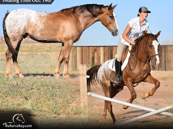 Horse (M), Appaloosa