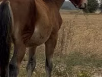 Faras, Lipizzaner — sawirka 3