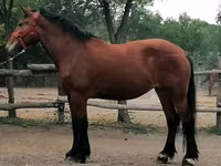 Mare, Horses — photo 2