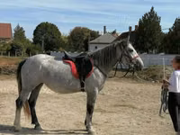 Faras dhaddig, Horses — sawirka 4