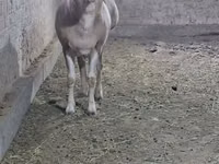 كبش, الأغنام — الصورة 7