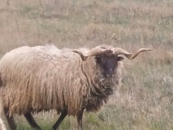 Ram, Sheep