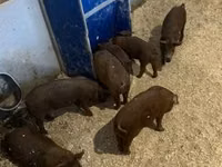 Pigs (batch, sex not specified) — photo 2
