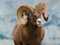 Ram, Gorkov sheep — photo 2