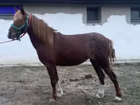 فرس, Welsh Cob — الصورة 2