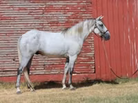 حصان, Tennessee Walking Horse — الصورة 8