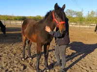 Faras, Nonius horse — sawirka 3