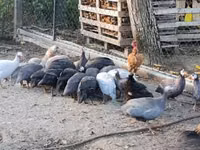 Guinea fowl — फ़ोटो 4